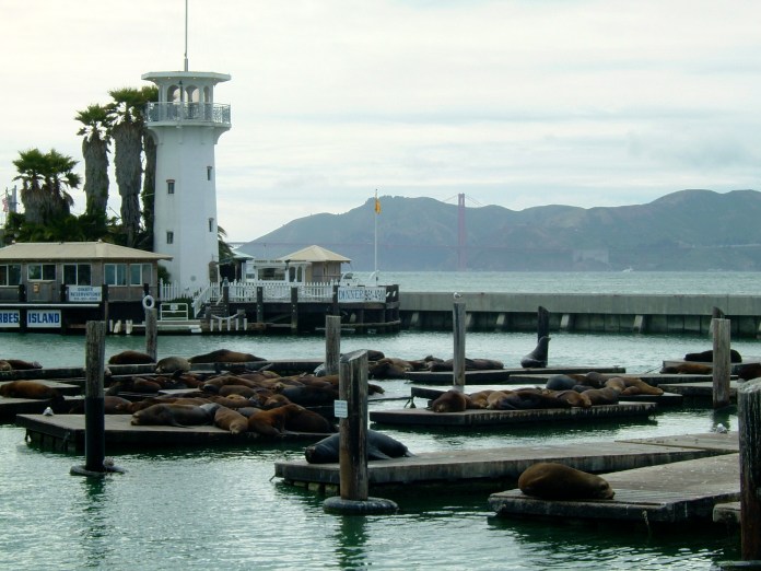 Sea Lions at Pier 39