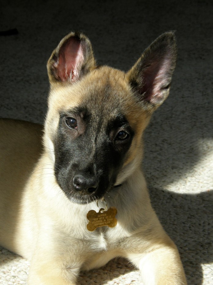 This picture was not taken in Belgium. This is just a picture of my beautiful Belgian Malinois, Ginger, when she was just a pup!
