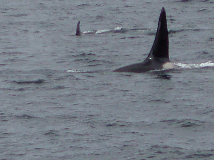 Whale Watching - Orca Whales