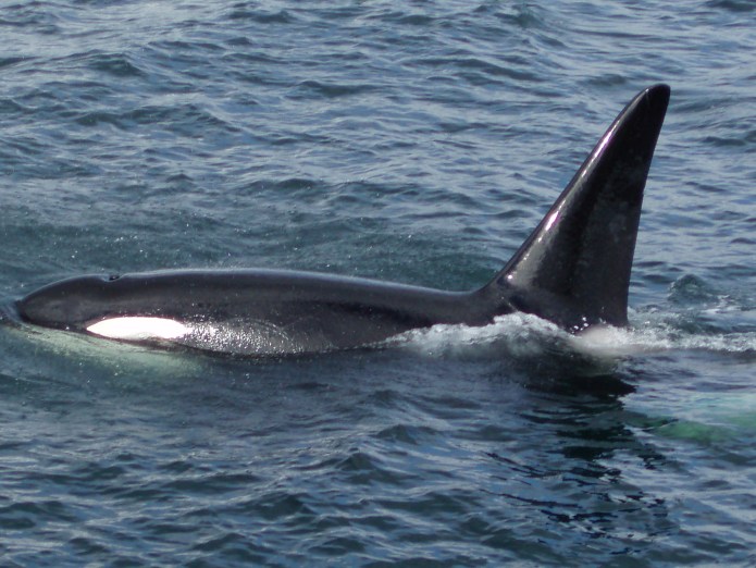Whale Watching - Orca Whale